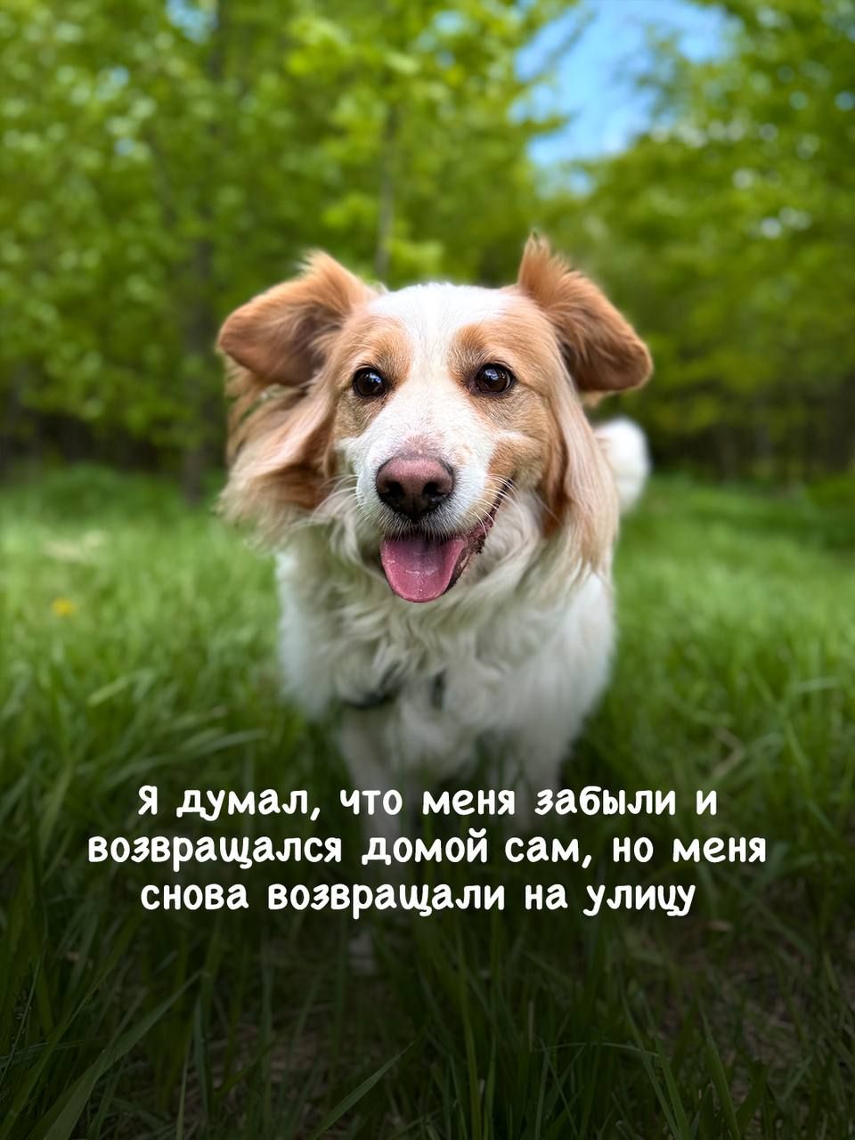 Пушистика Лео бросила бывшая семья, он ищет новый дом в приюте Щербинка 😥 | Приют Щербинка для бездомных животных (собак), Бутово, Москва, ЮЗАО